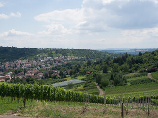 Vineyards in the village of Rotenberg, a district of Stuttgart, Germany