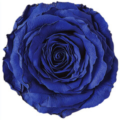 Fototapeta premium A single, preserved blue rose, photographed from above, against a white background.