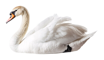 Fototapeta premium Mute swan on a white background. isolated background.