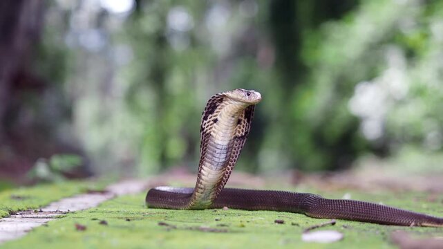 Cobra, deadly serpent living in nature