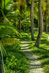 Palm grove on the seashore