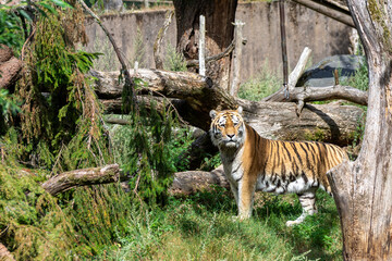 tiger in the zoo