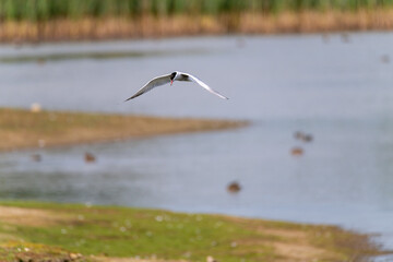 Common Tern flying over water