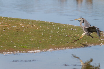 Grey Heron landing