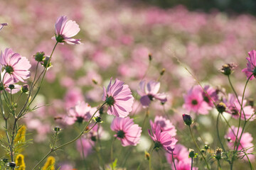 満開のコスモス畑