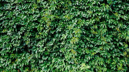 Green leaf texture. Leaf texture background. Shape and pattern of freshness green leaves for the natural background and wallpaper