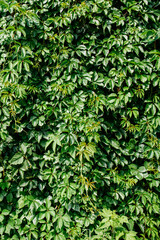 Green leaf texture. Leaf texture background. Shape and pattern of freshness green leaves for the natural background and wallpaper