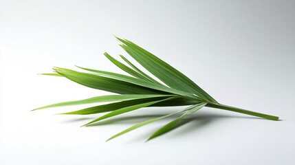 Fototapeta premium Lush Green Leaf on White: A Study in Botanical Simplicity and Natural Elegance