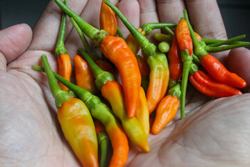 many cayenne peppers in someone's hand