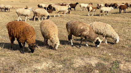 Obraz premium Four cute curly-haired sheep are nibbling grass. Livestock grazing in the mountains of Kyrgyzstan. Wild sheep graze in a yellow meadow. Agriculture of Kyrgyzstan