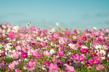 Obraz premium 満開のコスモス畑