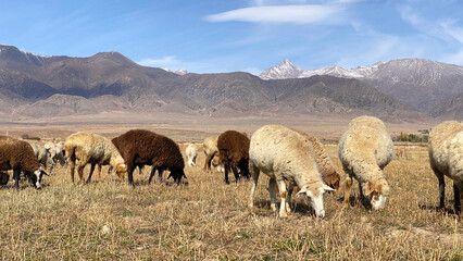 Animal husbandry and agriculture. A herd of domestic sheep on a walk. Mutton for sale. Sheep of...