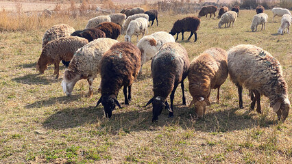 Fluffy curly-haired sheep have bowed their heads and are chewing green grass. Animal husbandry and agriculture in Kyrgyzstan. A herd of sheep is grazing. Mutton for sale