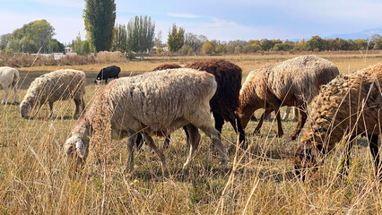 Several sheep have bowed their heads and are chewing grass in the fields of Kyrgyzstan. Animal husbandry and agriculture. A herd of sheep is grazing. Grazing of livestock. Mutton for sale