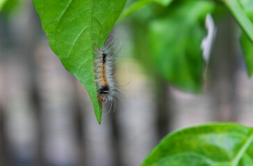 a caterpillar hanging from a chili leaf