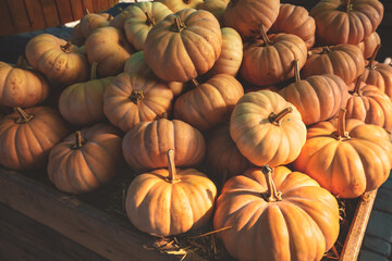 Full frame background of musk Pumpkins. Many Pumpkins in the box. Autumn background. Halloween Thanksgiving Autumn Harvest background Horizontal banner