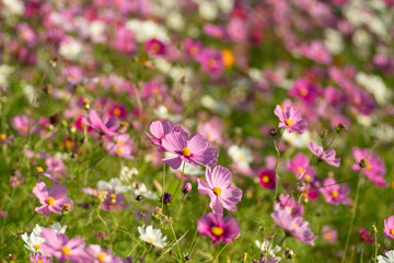 Obraz premium 満開のコスモス畑