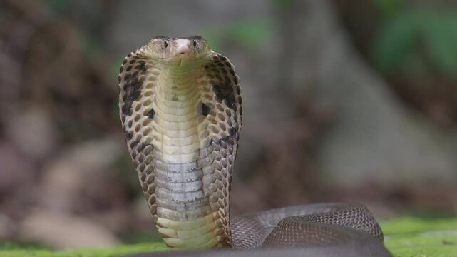 Cobra, deadly serpent living in nature