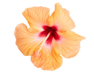 Orange hibiscus flowers, summer vacational background © neirfy