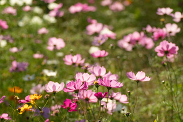 満開のコスモス畑