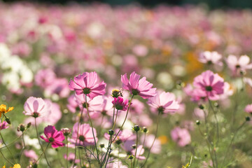 満開のコスモス畑