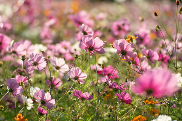 満開のコスモス畑