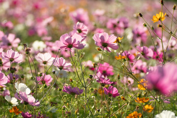 満開のコスモス畑