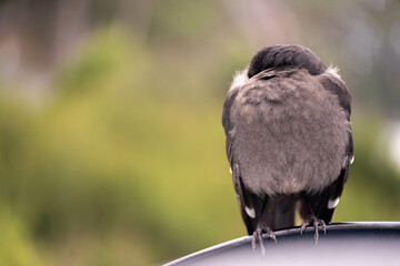 sleeping currawong black bird in the bush in tasmania australia in spring