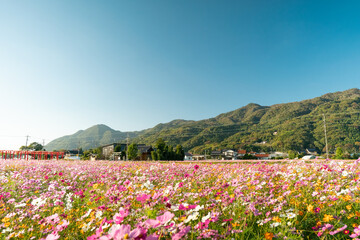 満開のコスモス畑