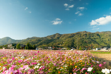 満開のコスモス畑