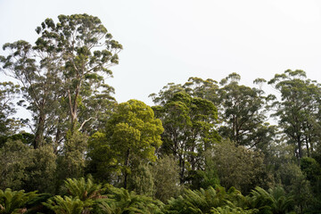 beautiful gum Trees and shrubs in the Australian bush forest. Gumtrees and native plants growing in Australia in spring. eucalyptus growing in a tall forest