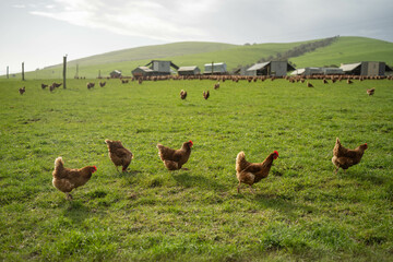 free range chickens on a farm pasture rasied outside