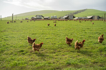 free range chickens on a farm pasture rasied outside