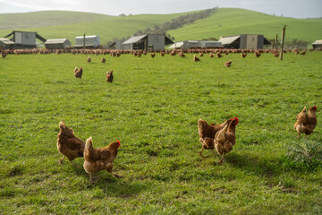 free range chickens on a farm pasture rasied outside