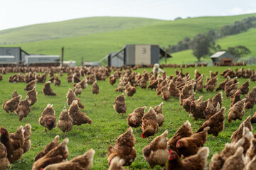 free range chickens on a farm pasture rasied outside © Phoebe