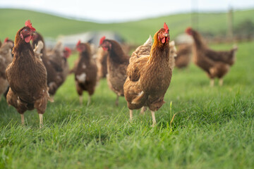 free range chickens on a farm pasture rasied outside © Phoebe