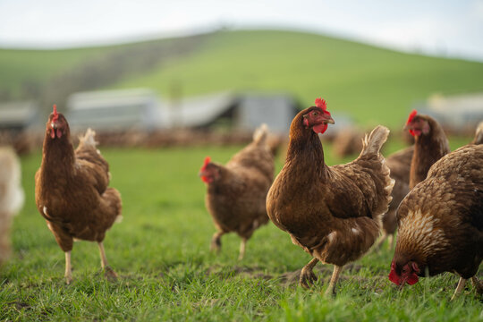 free range chickens on a farm pasture rasied outside