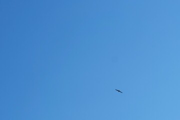 空を飛んでいる野鳥