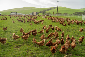 free range chickens on a farm pasture rasied outside