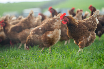 free range chickens on a farm pasture rasied outside