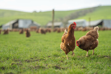 free range chickens on a farm pasture rasied outside