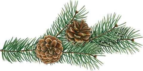 Watercolor hand drawn realistic pinecone composition