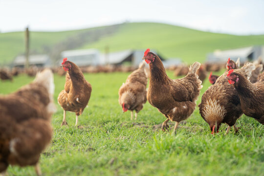 free range chickens on a farm pasture rasied outside