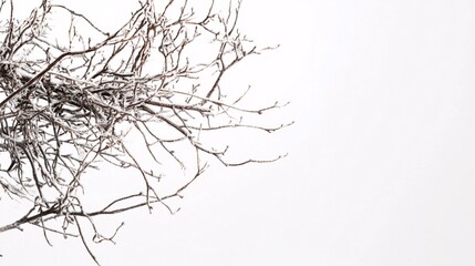 Close-up of delicate snow-dusted branches against a white winter sky, evoking the serene beauty and stillness of nature's frosty embrace.