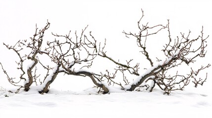 Stark Beauty: Bare Branches Adorned with Snow against a Pristine White Backdrop