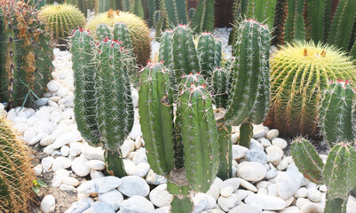 Close-up cereus cactus small size. 