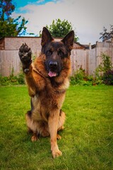 german shepherd dog high five 