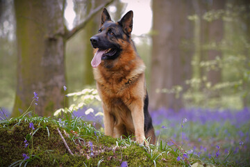german shepherd dog in woods 
