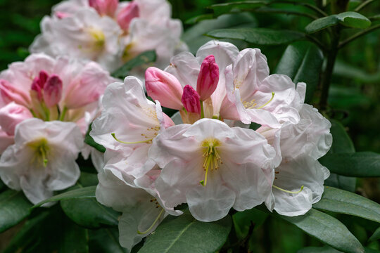 Rhododendrons that bloom one after another from red buds into white flowers