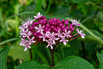Pink flowers are beginning to bloom from the many red buds of the Mexican hydrangea